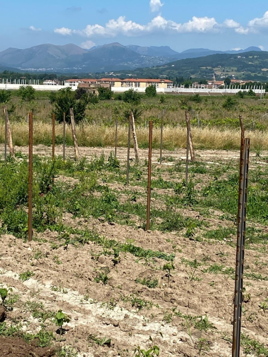 Complesso - Image 20