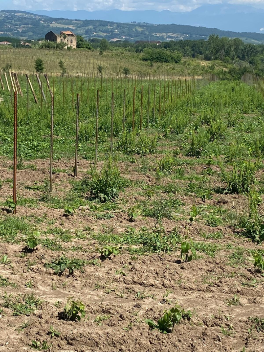 Complesso - Image 17