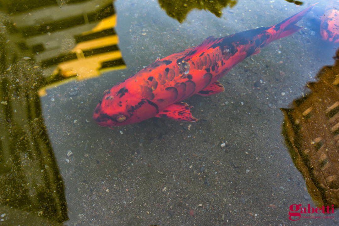 Appartamento - Image 13