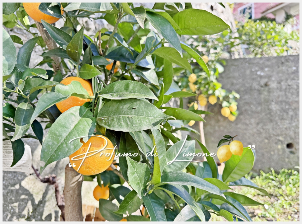 Appartamento - Image 1