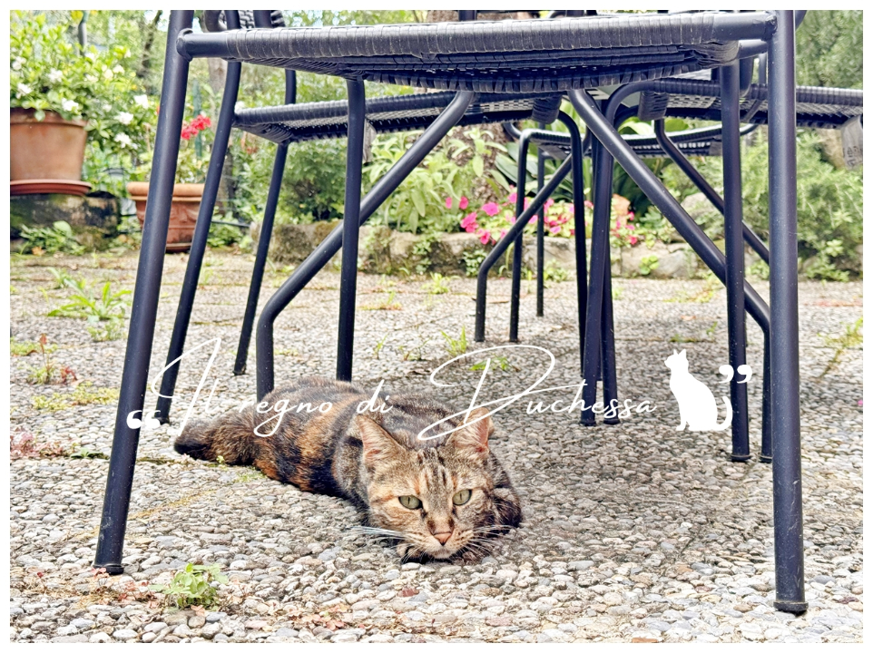 Appartamento - Image 4