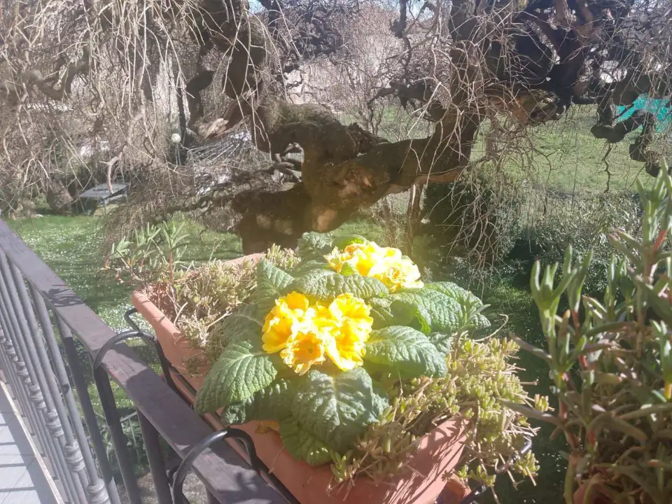 Appartamento - Image 4