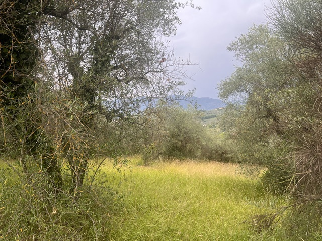 Terreno - Image 4