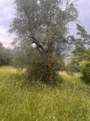 Terreno - Image 2