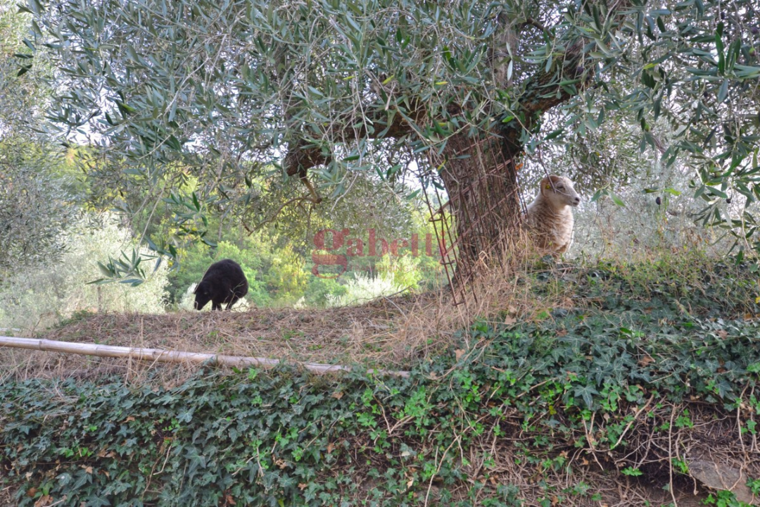 Appartamento - Image 47