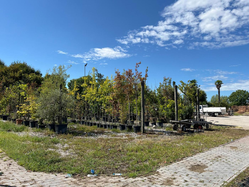 Attività - Image 11