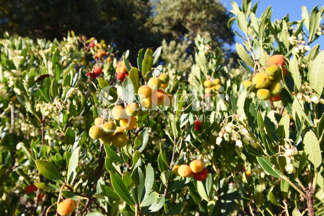 Casa Indipendente - Image 23