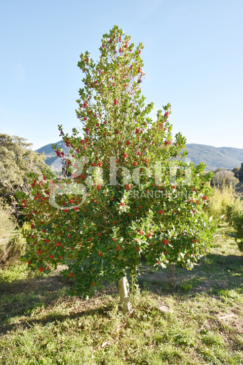 Casa Indipendente - Image 22