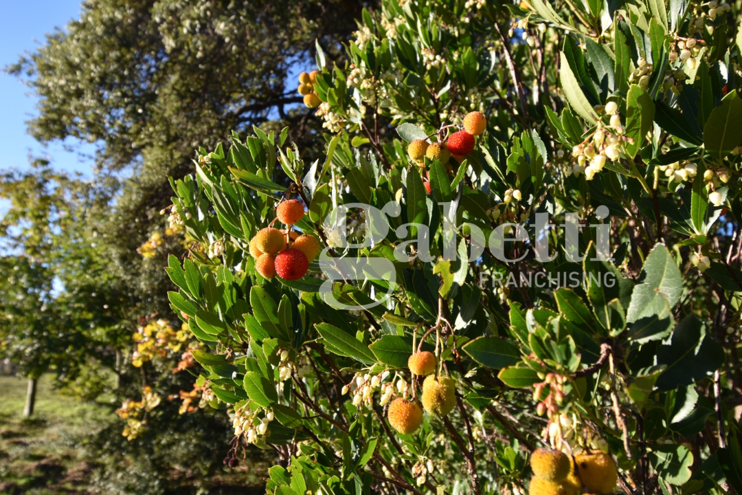 Casa Indipendente - Image 19
