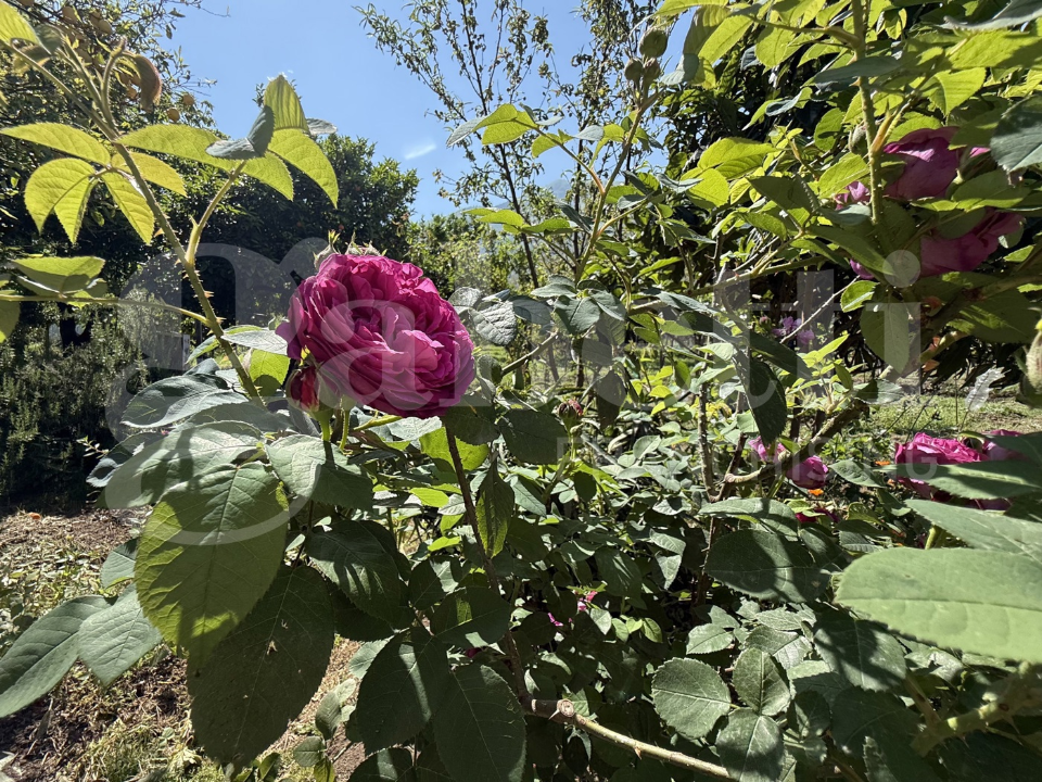 Casa Indipendente - Image 26