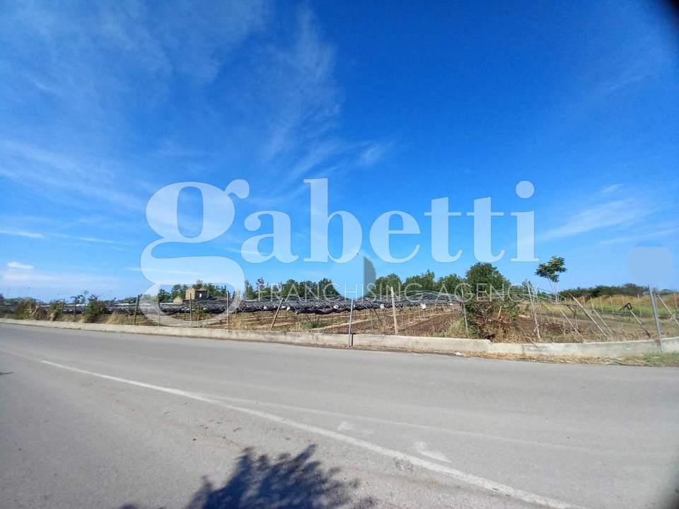 Terreno - Image 4