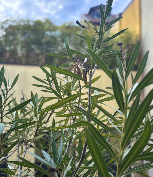 Appartamento - Image 11