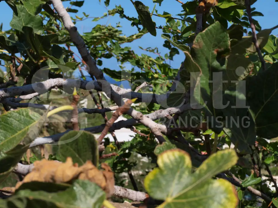 Casa Indipendente - Image 23