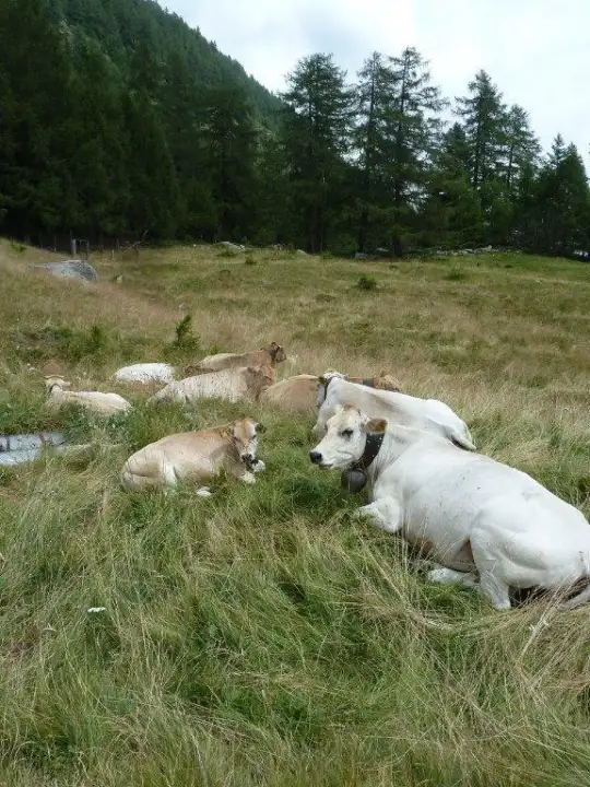 Casa Indipendente - Image 34