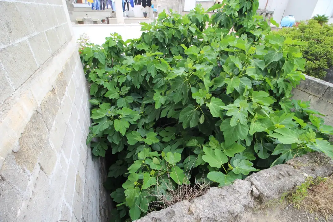 Casa Indipendente - Image 20