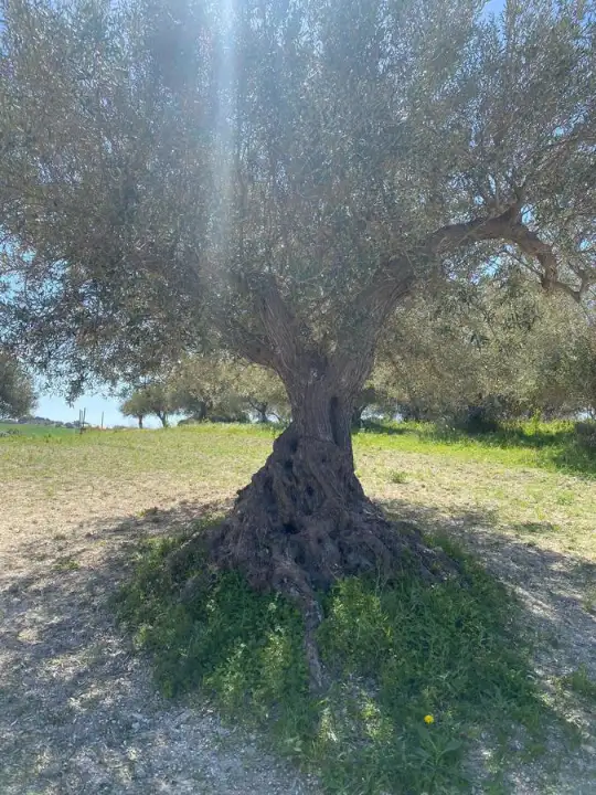 Casa Indipendente - Image 9