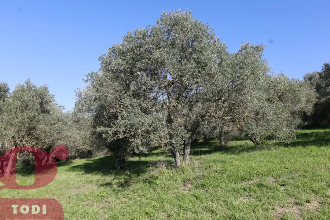 Casa Indipendente - Image 6