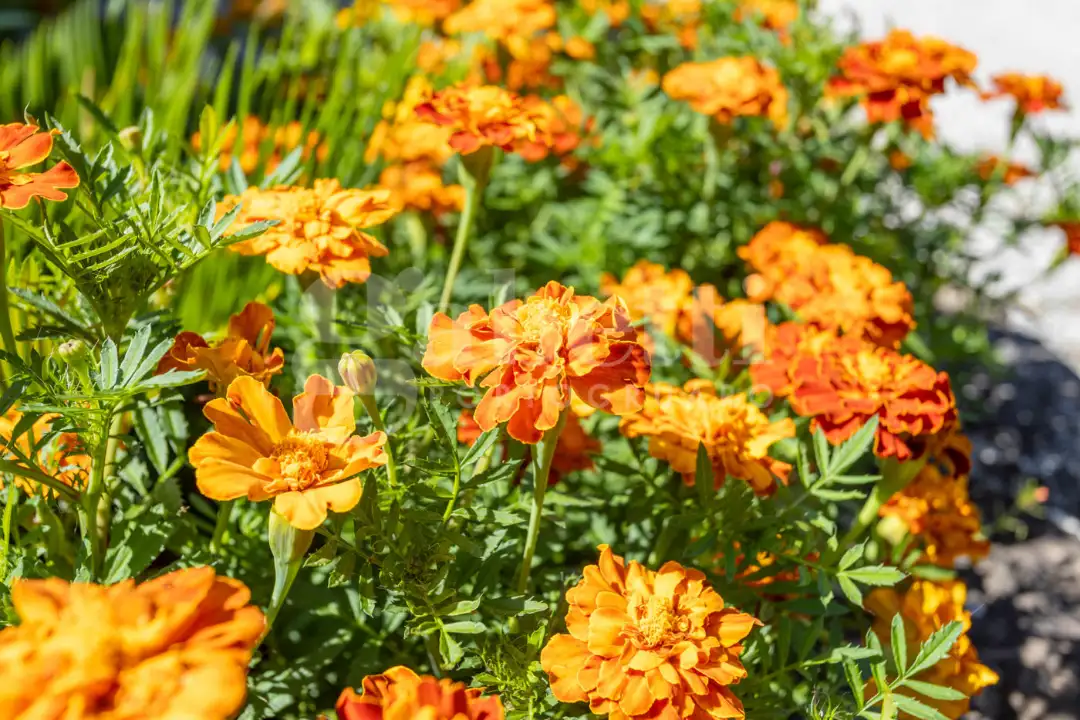 Casa Indipendente - Image 50