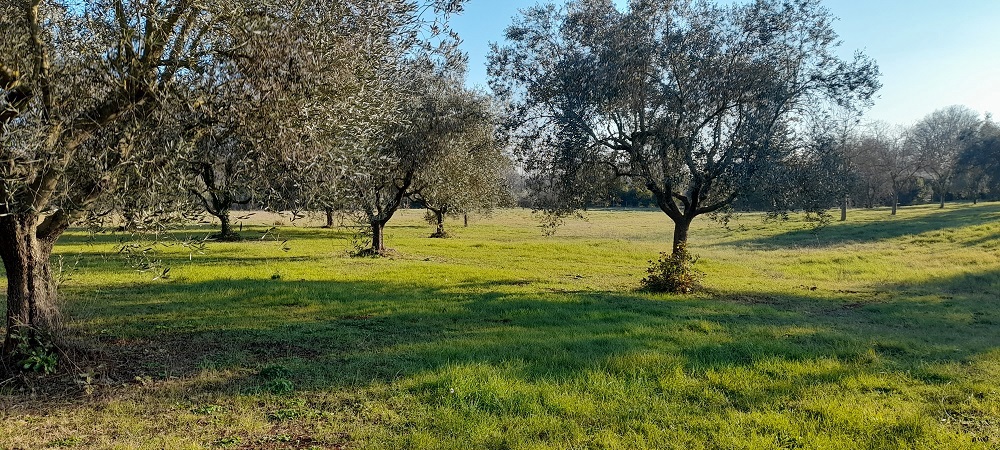 Terreno agricolo in vendita a Manziana (RM)