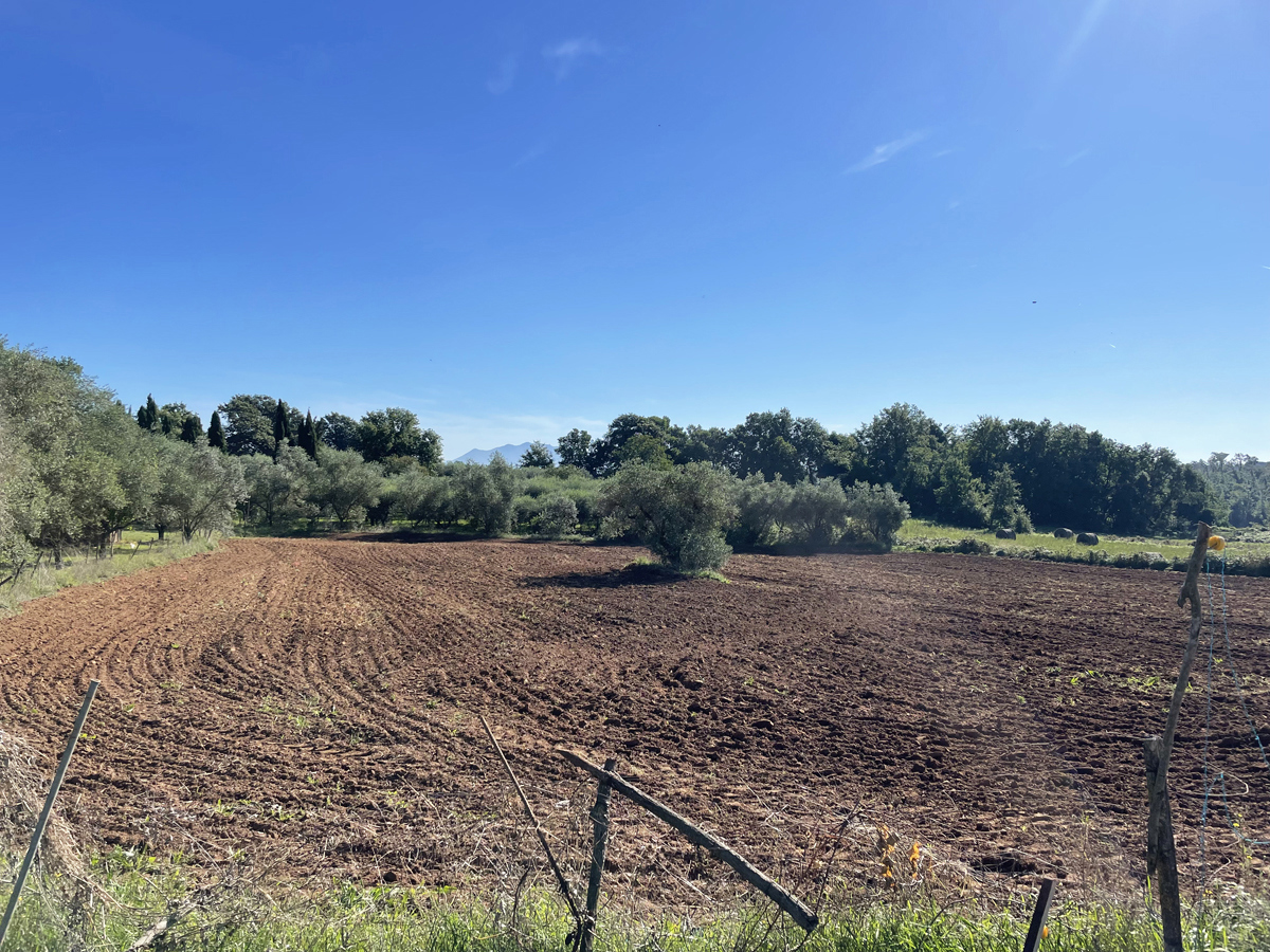 Terreno agricolo in vendita a Nepi (VT)