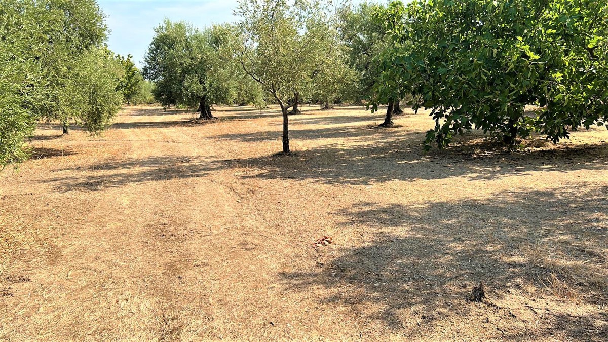 Terreno agricolo in vendita a Andria (BT)