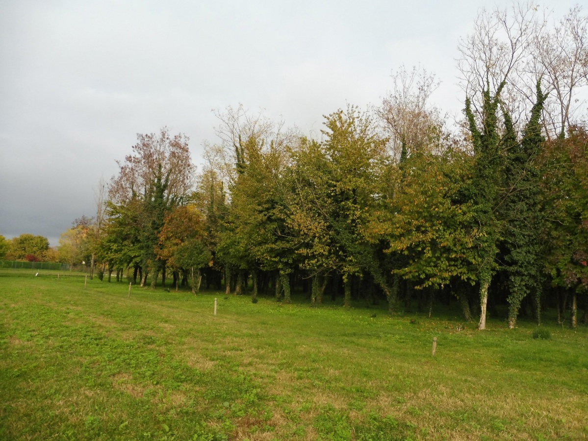 Terreno agricolo in vendita a Cartigliano (VI)
