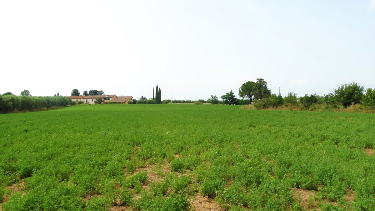 Terreno agricolo in vendita a Grosseto (GR)