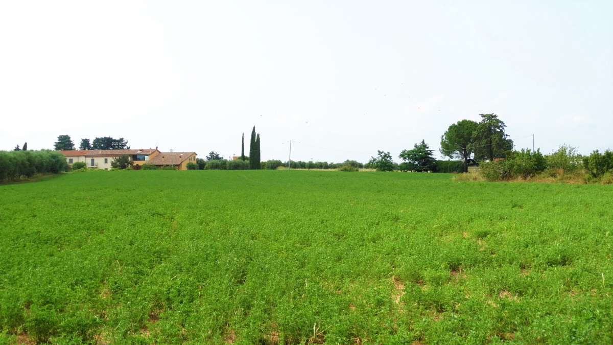 Terreno agricolo in vendita a Grosseto (GR)