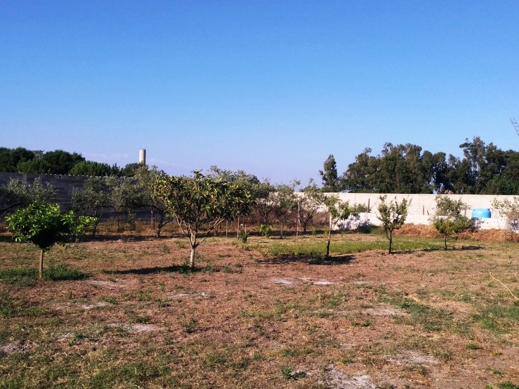 Foto 5 di 6 - Terreno in vendita a Oristano