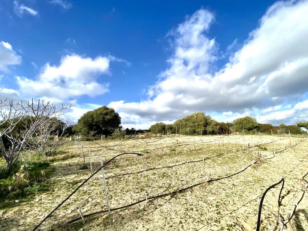 Terreno agricolo in vendita a Maracalagonis (CA)
