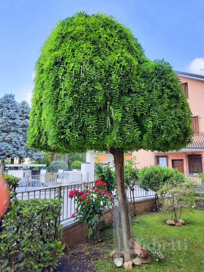Foto 46 di 49 - Villa a schiera in vendita a Busto Arsizio