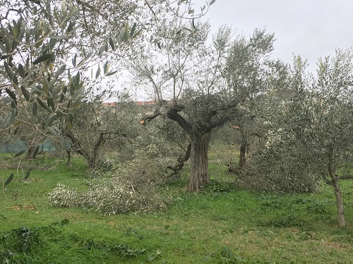 Terreno agricolo in vendita a Canosa Di Puglia (BT)